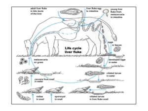 Liver fluke life cycle